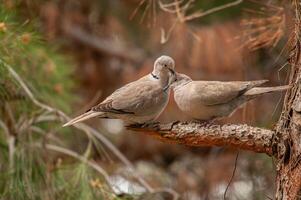 Two birds are sitting on a tree branch photo