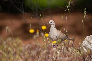 A bird is standing on a rock in a field photo