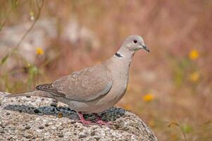 A bird is standing on a rock in a field photo