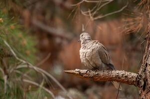 A bird sitting on a tree branch in the woods photo