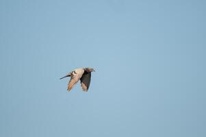 A bird flying in the sky photo
