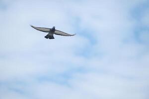 A bird flying in the sky photo