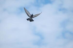 A bird flying in the sky photo