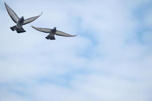 Two birds flying in the sky photo