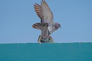 A bird is sitting on a wall photo