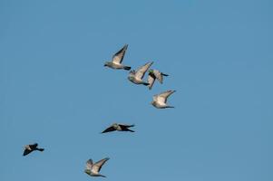 A flock of birds flying in the sky photo