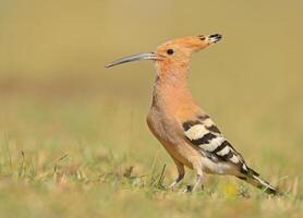Hoopoe, a bird with a long beak photo