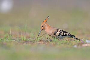Hoopoe, a bird with a long beak and a long tail photo
