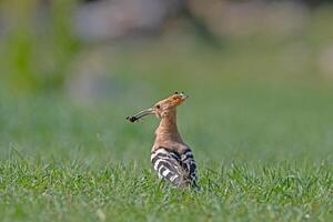 A bird with a long beak standing in the grass photo
