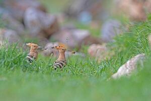 Two birds are standing in the grass near rocks photo