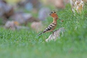 Hoopoe, a bird with a long tail and a long beak photo