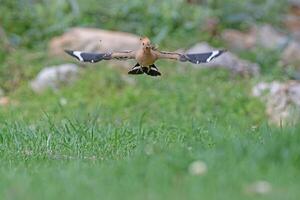 A bird flying over a grassy field photo