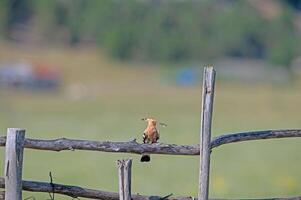 A bird sitting on a fence post in a field photo