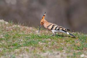 Hoopoe, a bird with a long beak and a long tail photo