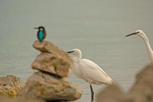 A bird is standing on a rock next to a bird photo