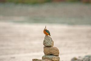 A bird perched on top of a pile of rocks photo
