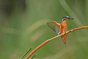 A bird is perched on a branch in the grass photo