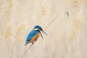 A bird sitting on a branch in a field photo