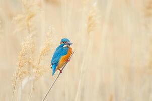 A blue and orange bird is sitting on a branch photo