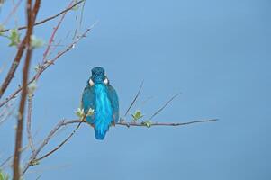 A blue bird sitting on a branch with a blue sky photo