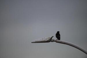 A bird is perched on a street light pole photo