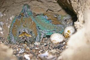 Two small birds sitting in a nest with eggs photo