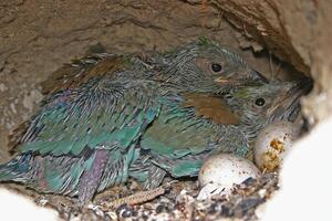 Two birds are sitting in a nest with eggs photo