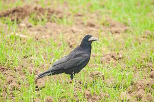 A black bird standing in a field of grass photo