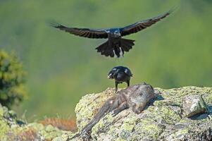 A crow is eating a dead animal on a rock photo
