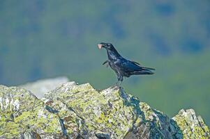 A black bird standing on a rock with a leaf in its mouth photo