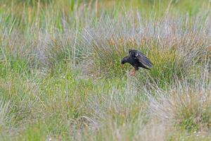 A black bird is standing in the grass photo