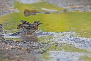 A bird taking a bath in a puddle of water photo