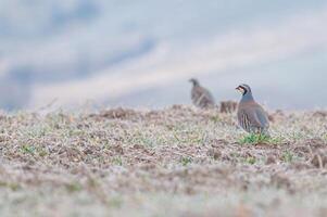 Two birds standing in a field with a mountain in the background photo