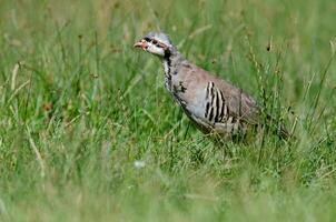 A partridge in the grass photo