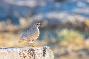 A bird standing on a rock in the middle of the day photo