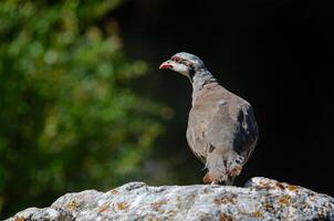 A bird is standing on top of a rock photo