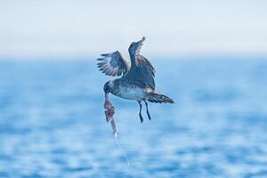 A bird flying over the ocean with a fish in its beak photo