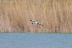A bird flying over a body of water with reeds in the background photo
