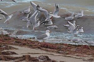 A flock of birds standing on the shore of a body of water photo