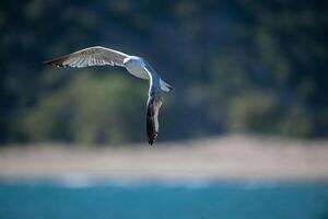 A seagull flying over the ocean with trees in the background photo