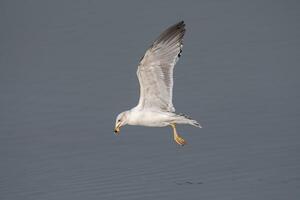 A seagull flying over water with a fish in its beak photo