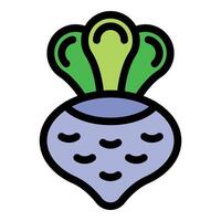Whole turnip with leaves showing growing stages vector