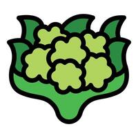 Fresh green cauliflower with leaves growing on farm vector