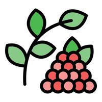 Branch growing delicious bunch of red raspberries icon vector