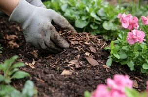 Gardening enthusiast applying mulch to flower bed in early spring with vibrant blooms nearby photo