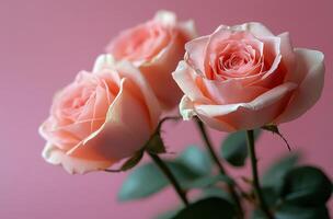 Delicate pink roses arranged on a soft pink background with green leaves for a charming display photo