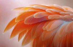Close-up of delicate orange and white feathers glistening with raindrops in a natural setting photo