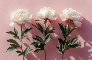 Three white peonies arranged on a soft pink background in bright natural light photo