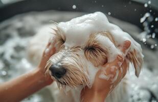 A small dog enjoying a bubble bath in a cozy bathroom with human hands gently washing it photo