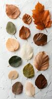 Colorful autumn leaves arranged artfully on a textured white background in a flat lay layout photo